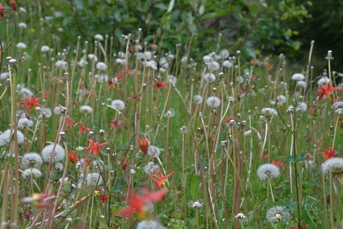 wildflowers on the Lower Dewey Lake Trail
